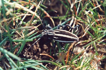 Longicornio zapador (Dorcadion segovianum)