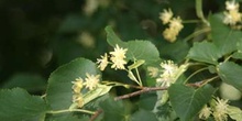 Tilo plateado (Tilia tomentosa)