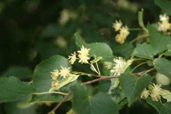 Tilo plateado (Tilia tomentosa)