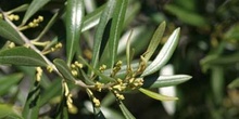 Olivo - Flor (Olea europaea)