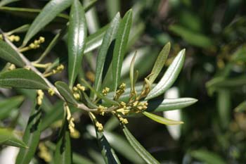 Olivo - Flor (Olea europaea)