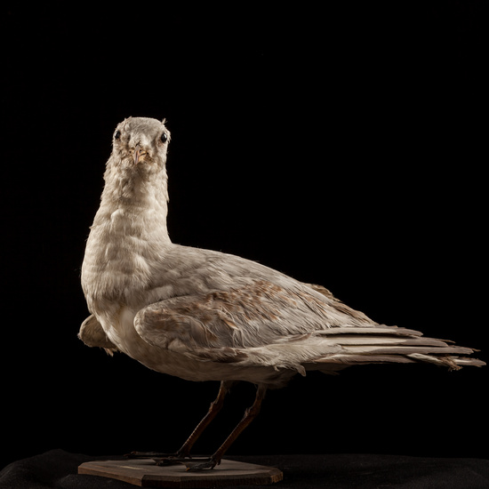 IES_SANISIDRO_BIOLOGIA_012