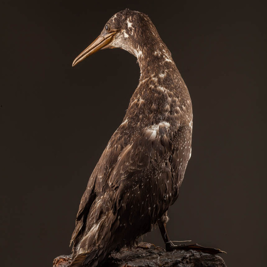 IES_ISABELLACATOLICA_BIOLOGIA_594