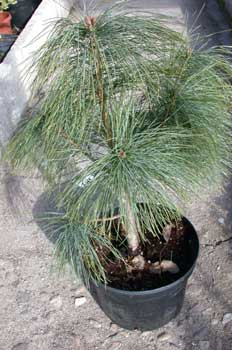 Pinus wallichiana