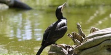 Cormorán grande (Phalacrocorax carbo)