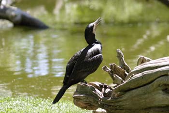 Cormorán grande (Phalacrocorax carbo)