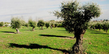 Campo de olivos