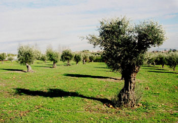 Campo de olivos