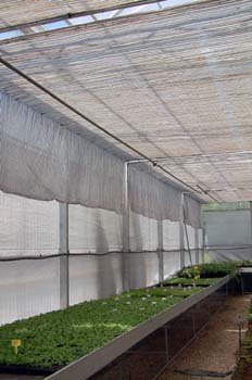 Invernadero de producción