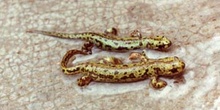 Tritón jaspeado (Triturus marmoratus)