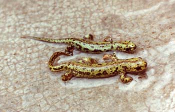 Tritón jaspeado (Triturus marmoratus)