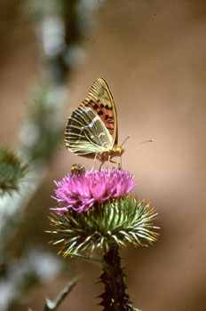 Pandora (Pandoriana pandora)