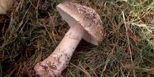 Amanita rubescens