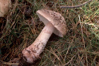 Amanita rubescens