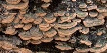 Colas de Turquía (Trametes versicolor)