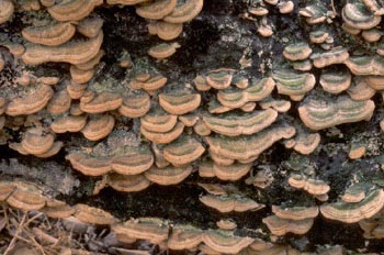 Colas de Turquía (Trametes versicolor)