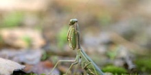 Mantis (Iris oratoria)