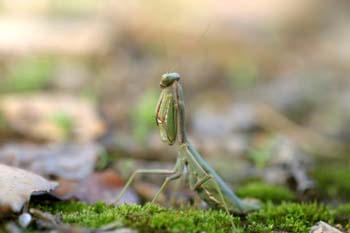 Mantis (Iris oratoria)