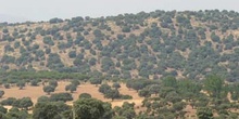 Encina - Bosque (Quercus ilex)