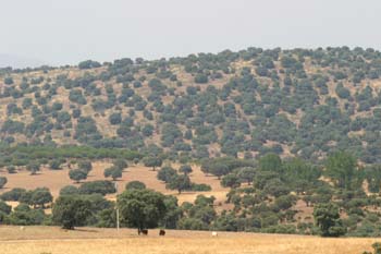 Encina - Bosque (Quercus ilex)