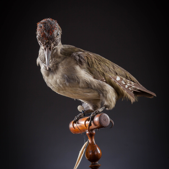 IES_SANISIDRO_MUSEO_Aves_031