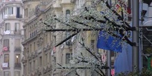 Almendros en flor durante la Boda Real