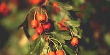 Espino majuelo - Frutos (Crataegus monogyna)