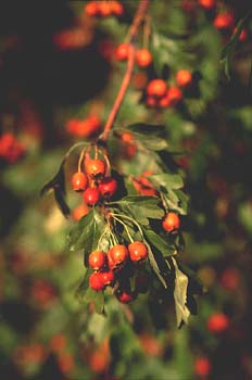 Espino majuelo - Frutos (Crataegus monogyna)