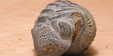 Phacops rana (Trilobites) Silúrico