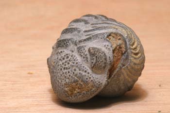 Phacops rana (Trilobites) Silúrico