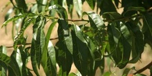 Melocotonero - Hojas (Prunus persica)