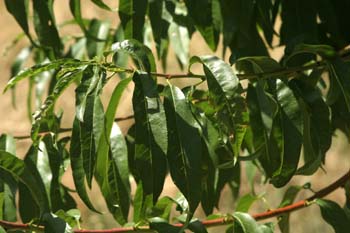 Melocotonero - Hojas (Prunus persica)