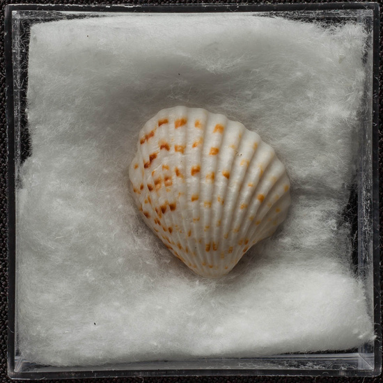 IES_ISABELLACATOLICA_BIOLOGIA_432