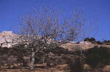 Higuera - Porte (Ficus carica)