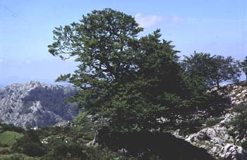 Haya - Porte (Fagus silvatica)