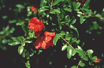 Granado - Flor (Punica granatum)