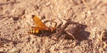 Avispa cazadora de arañas (Crytocheilus comparatus)