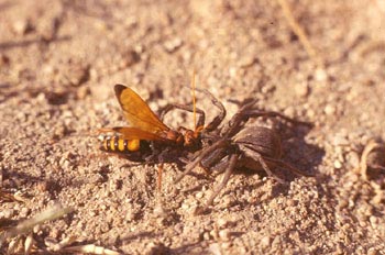 Avispa cazadora de arañas (Crytocheilus comparatus)