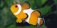 Pez payaso común (Amphiprion ocellaris)
