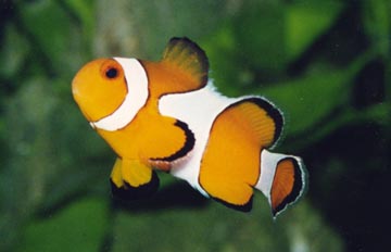 Pez payaso común (Amphiprion ocellaris)