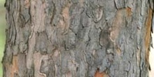 Arce blanco - Tronco (Acer pseudoplatanus)