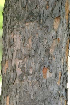 Arce blanco - Tronco (Acer pseudoplatanus)