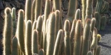 Cleistocactus tupizensis