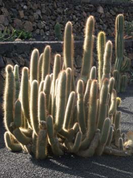 Cleistocactus tupizensis