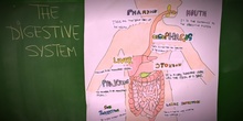 PRIMARIA 3º - NATURAL SCIENCE - THE DIGESTIVE SYSTEM - ACTIVIDADES