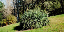 Formio (Phormium tenax)