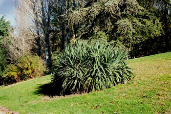 Formio (Phormium tenax)