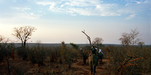 Ruta en elefantes por la sabana, Zimbabwe