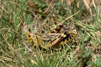 Saltamontes de montaña (Podisma pedestris)