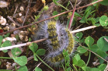 Limántrido - Oruga (Lymantridae fam.)